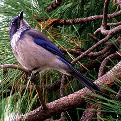 Birdscaping