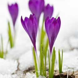 Ideas for Creating Winter Interest in the Garden