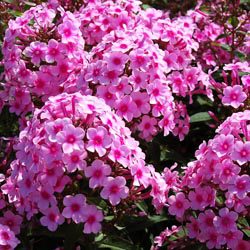 Perennials for the Cutting Garden