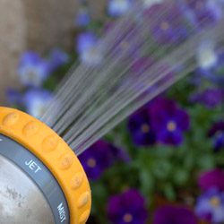 Fall Horticultural Oil Application