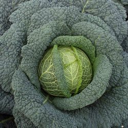The Fall Vegetable Garden