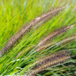 Grasses With Gusto