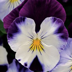 Cool Wave Pansy