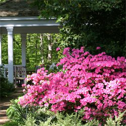 Azaleas – An American Favorite