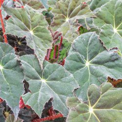 Rex Begonia