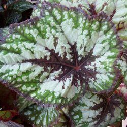 Begonias for the Home