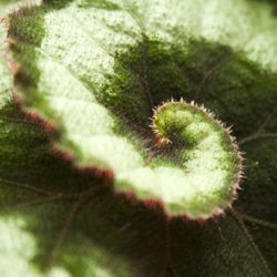 begonia-3