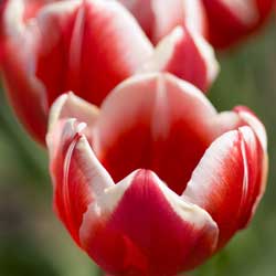 Bulbs: Increasing Your Yield