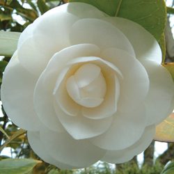 camellia_250x250_1