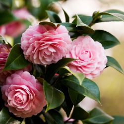 camellia_250x250_2