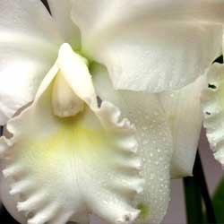 Caring for Orchids