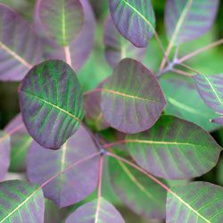 The Cotinus Craze