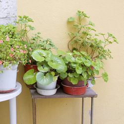 Decorating Your Home With Houseplants