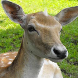 Deterring Deer