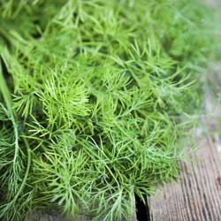 Dill, Delicious Dill