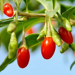 Goji Berry (Wolfberry)