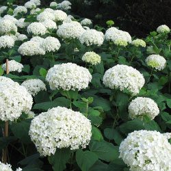 Versatile Hydrangeas