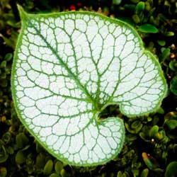 Don’t Miss Out on Brunnera macrophylla ‘Jack Frost’