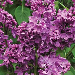 Lilacs