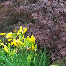 Choosing a Japanese Maple