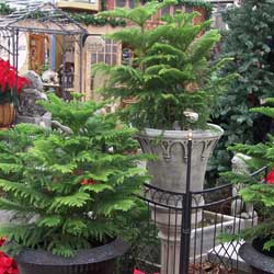 Celebrating the Holiday in Small Spaces: Norfolk Island Pine