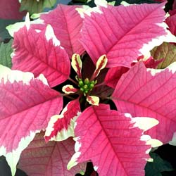Holiday Poinsettia Care