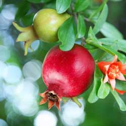 Try Something New: Pomegranates