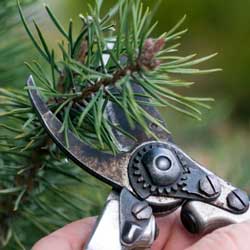 Pruning Evergreens