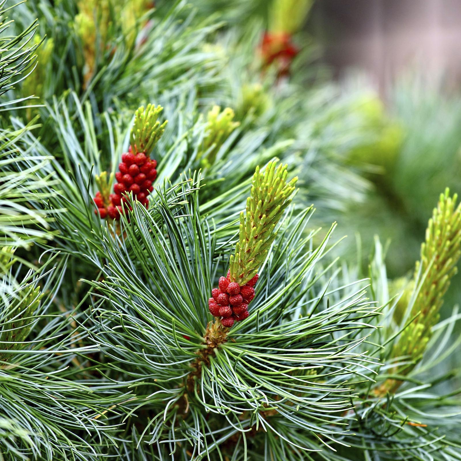 Pine with Cones natural background