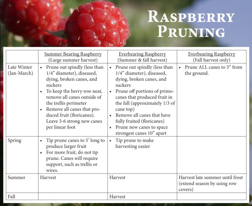 Pruning Red Raspberries