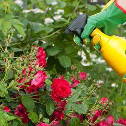 Rose Care Basics