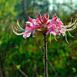 Top Native Shrubs for Year-Round Interest