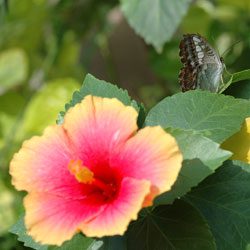 tropics-5