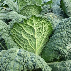 Winter Vegetables on the Table