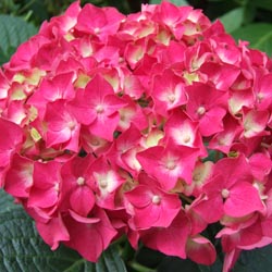 Small Shrubs for the Perennial Border