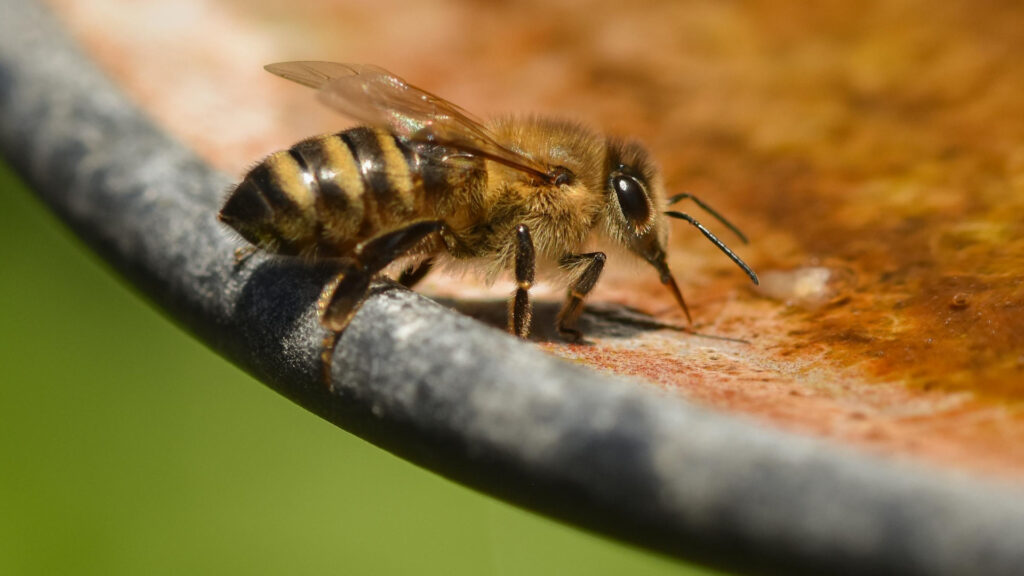 Secrets of Spring Bees