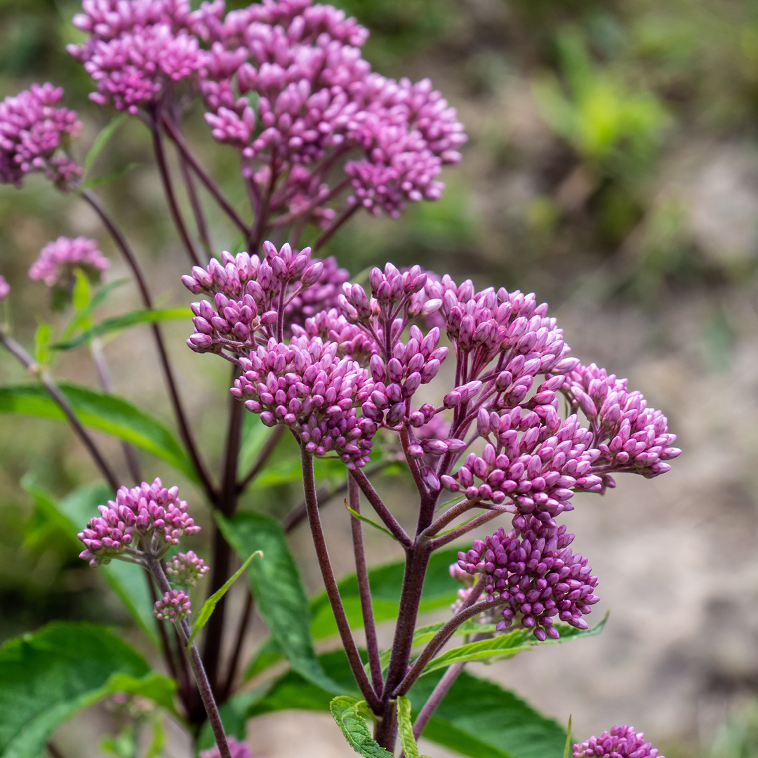 early spring flood-tolerant plants