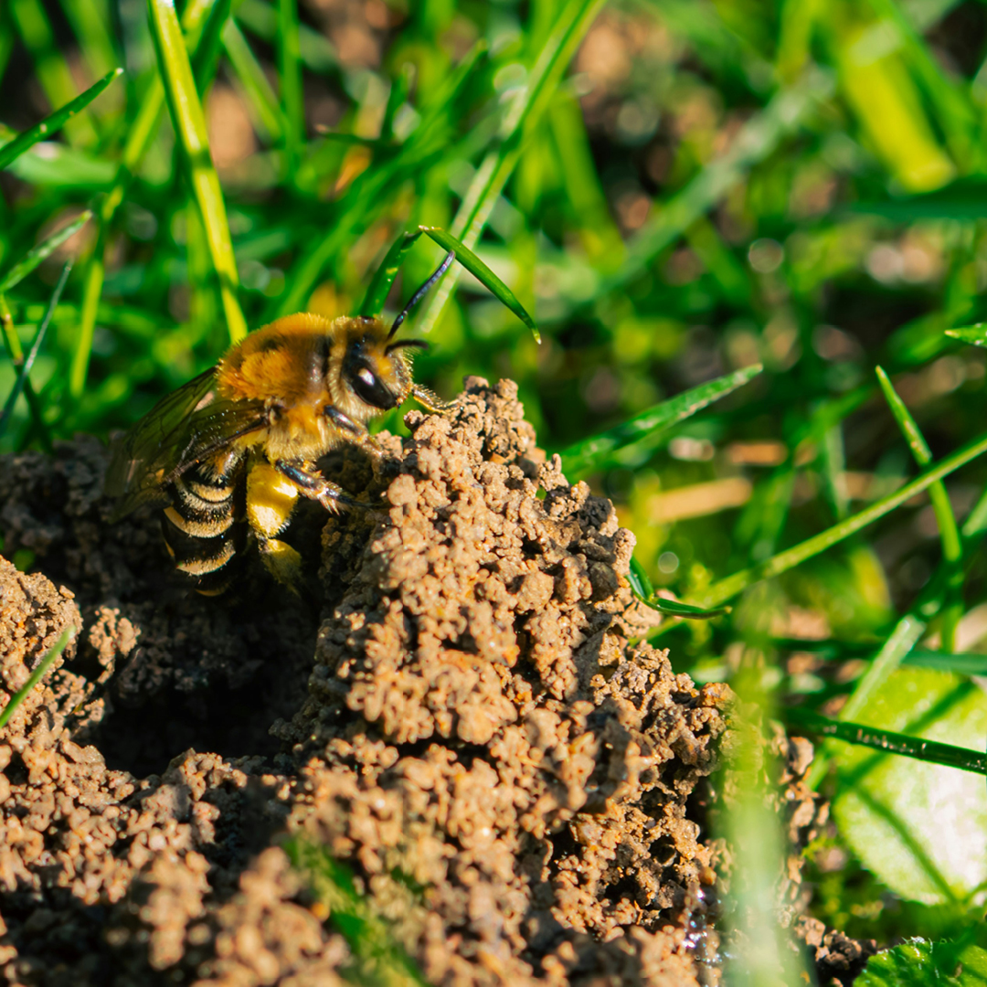 help queen bumblebees